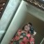 sissyvicky4top