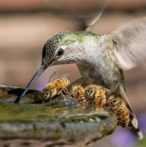 pamwmsn: moretocome.tumblr.com/Hummingbird and bees sharing.