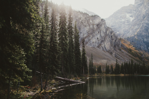 allisonseto:  Trees around the lake // Kananaskis AB 