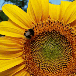 aelinth:look at this bumblebee climbing a