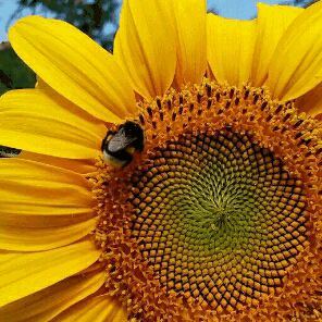 aelinth:look at this bumblebee climbing a sunflower, the cutest thing ever!! 😍🐝