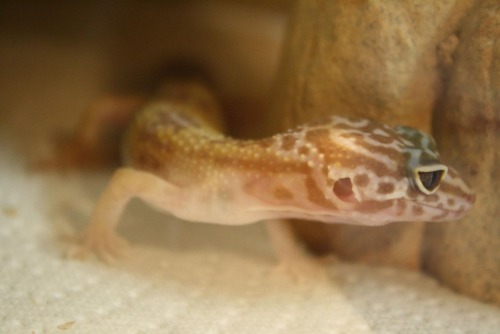 leopard gecko