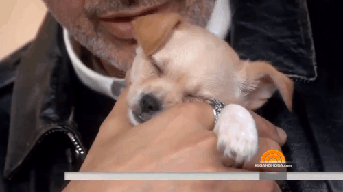 fluffymonger:ruinedchildhood:Please allow this gifset of Jeff Goldblum holding a tiny sleeping puppy