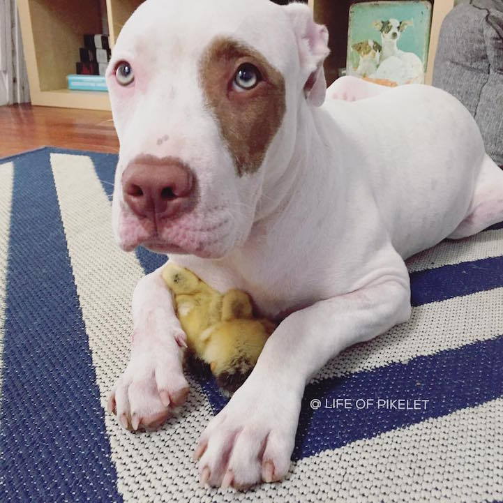 mymodernmet:  Dog Brothers Instantly Bond with and Protect Their Duckling Family