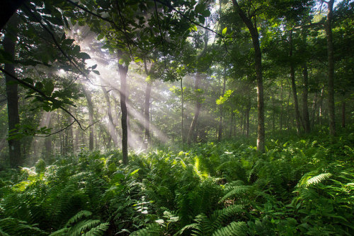 A Forest of Ferns by cs_hammer on Flickr.