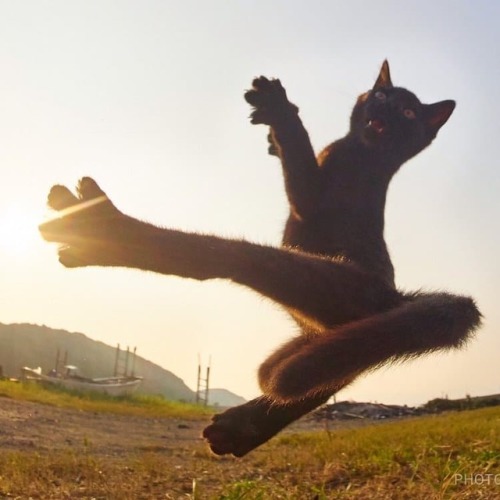 mymodernmet:Perfectly-Timed Photos Transform Ordinary Felines into Agile Ninja Cats