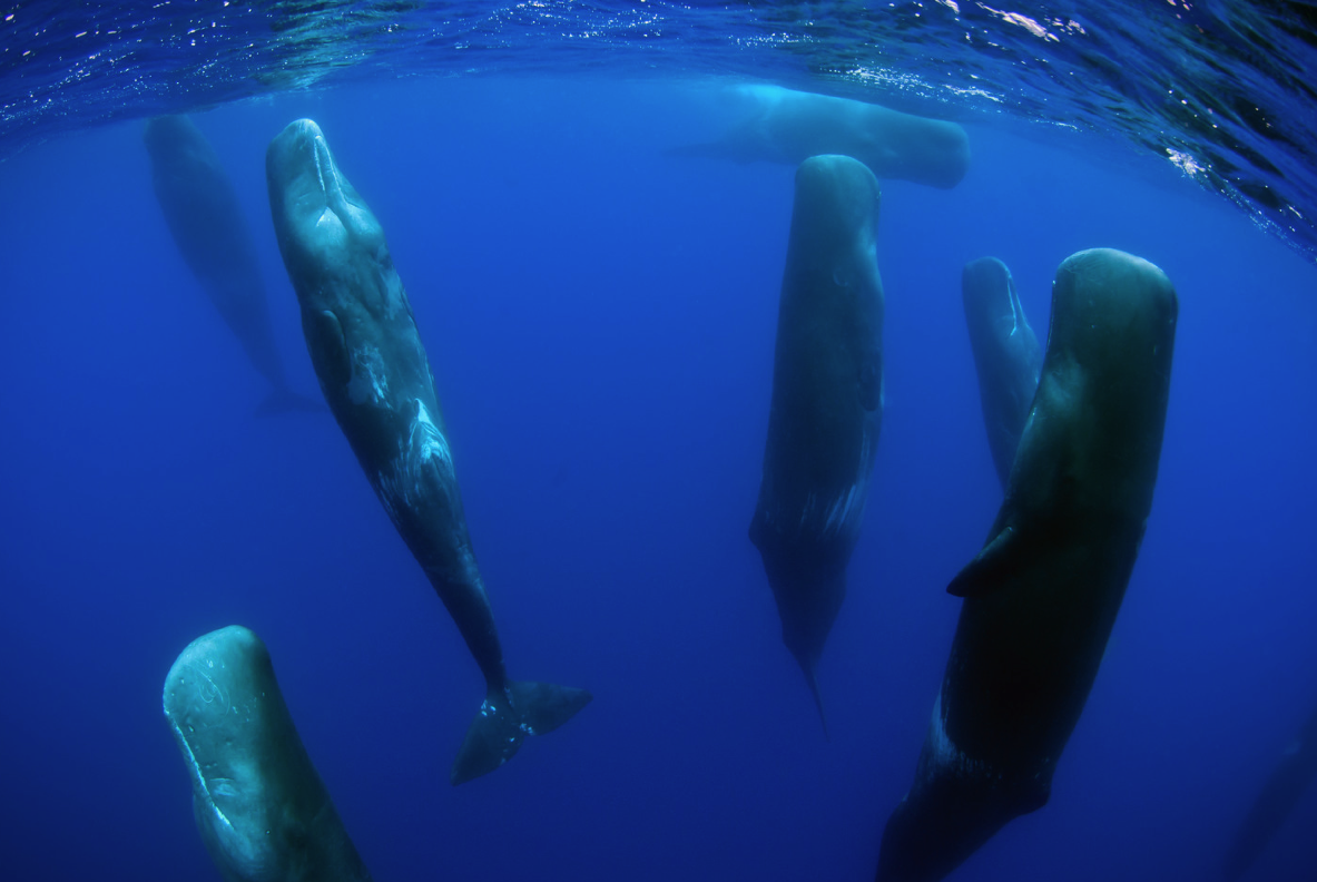 awkwardsituationist:  these pictures of spem whales were taken by dr. peter g. allinson