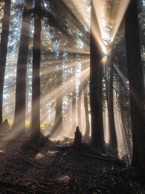 earthporn:Light rays in the Okanogan-Wenatchee National Forest, WA [OC] [1499x1999] by: papageorgio1