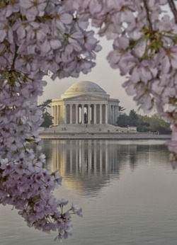 crescentmoon06:  Cherry Blossoms - Washington DC 