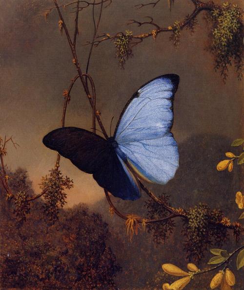 artsandcrafts28:Martin Johnson Heade - “Blue Morpho Butterfly”1864