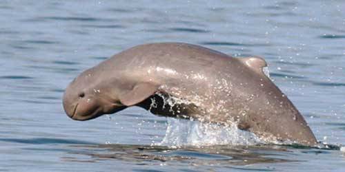 sixpenceee:  The Irrawaddy dolphin is a species of oceanic dolphin found near sea coasts and in estuaries and rivers in parts of the Bay of Bengal and Southeast Asia. Genetically, the Irrawaddy dolphin is closely related to the killer whale. 