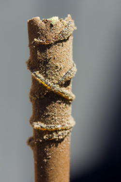 veeveeganja:  Twaxed and keif coated blunt