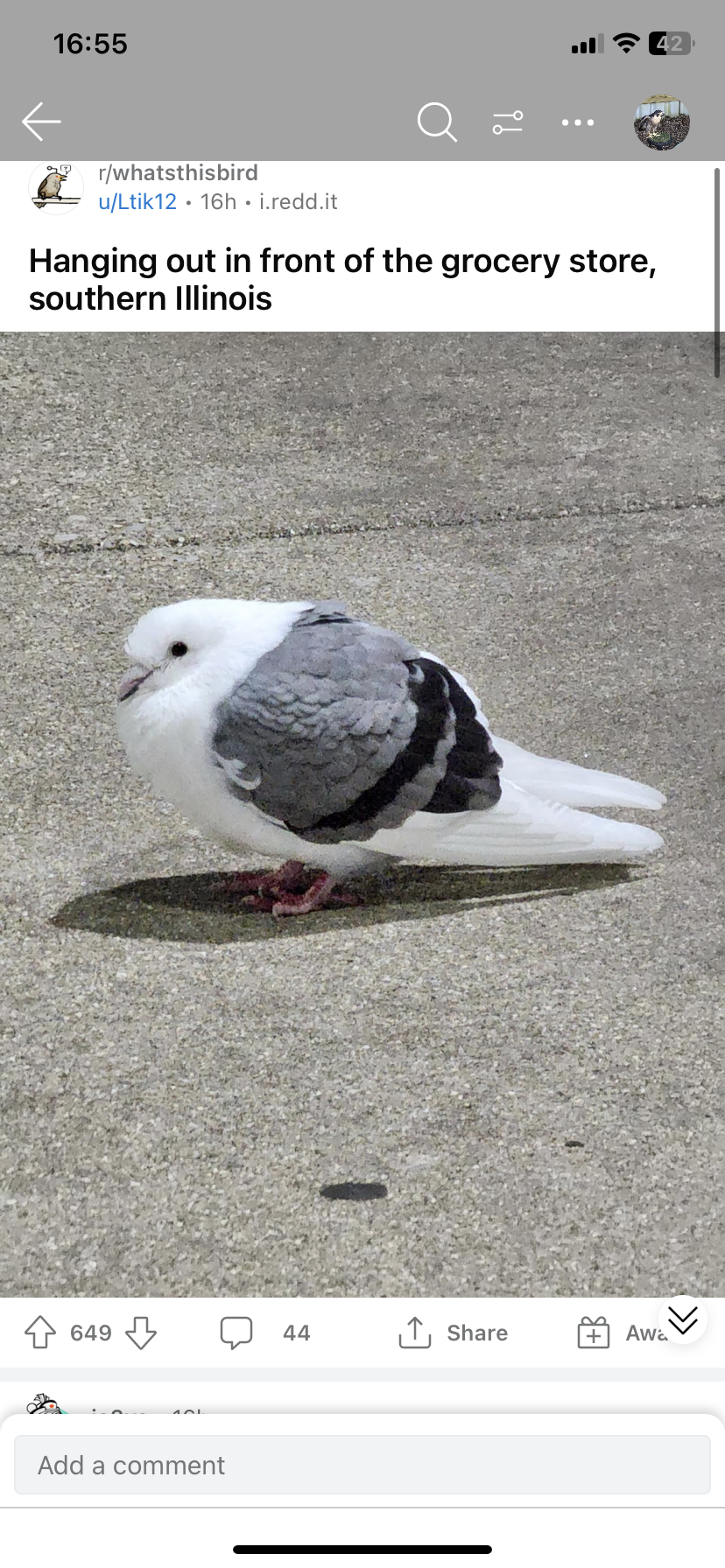 Losing My Mind At This Pigeon That Looks Like A Seagull God Hes So Cool