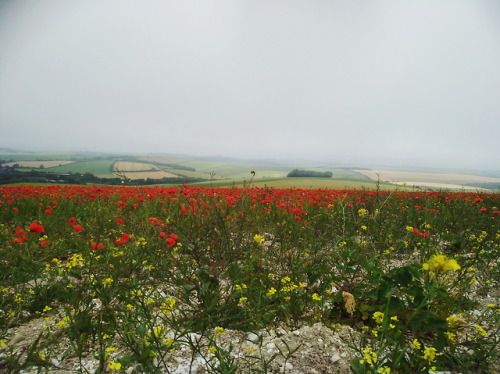 The farmer told me that the poppies came out of no-where, having left the field for the birds. There