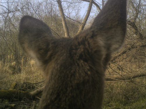 11.27.17_14.29 Yearling’s earsWilliam Harper