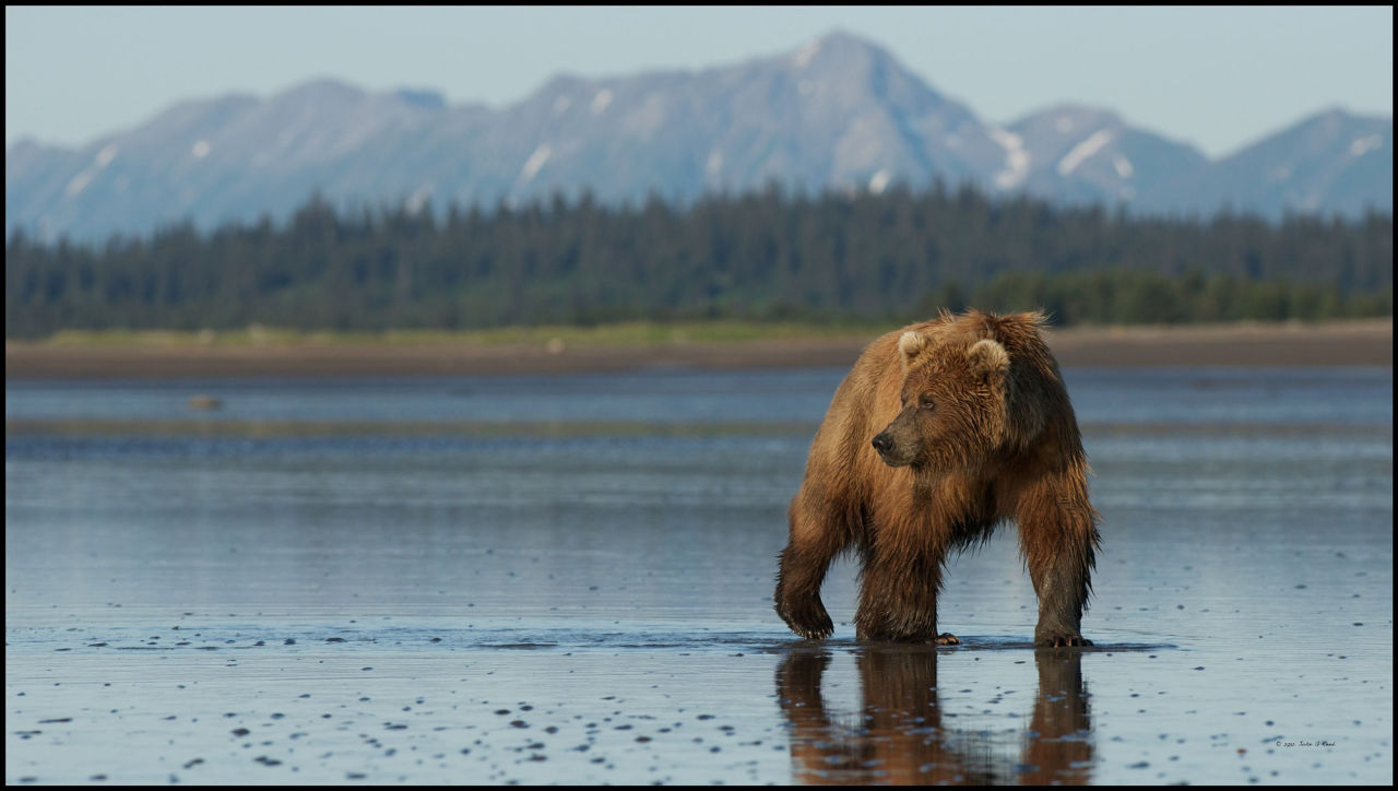 bears&ndash;bears&ndash;bears:  Grizzly Bear John G Reed Alaska 7377 by John