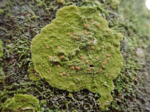 lichenaday: Coenogonium implexum *high pitched squeeking noises* can you believe this adorable lil p