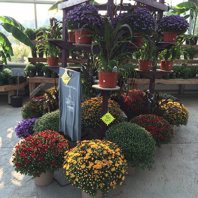 wwnursery:  We have beautiful millet and patio mums to add that splash of #fallcolor