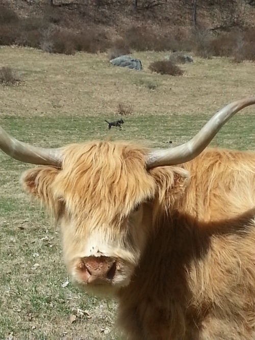Took Xena out on run on the trail by our house. Then went into the pasture to check out the cattle