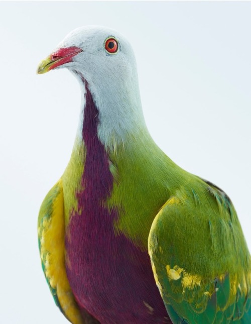 Superb fruit dove, Bleeding-heart dove, Nicobar pigeon, Woopoo pigeon, & the Topknot pigeon - Ph