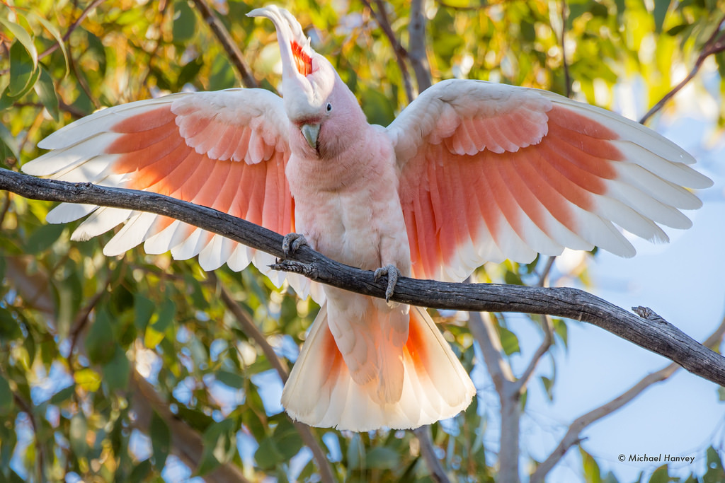 end0skeletal:
““The Major Mitchell’s cockatoo is a medium-sized cockatoo restricted to arid and semi-arid inland areas of Australia. (x x x)
” ”