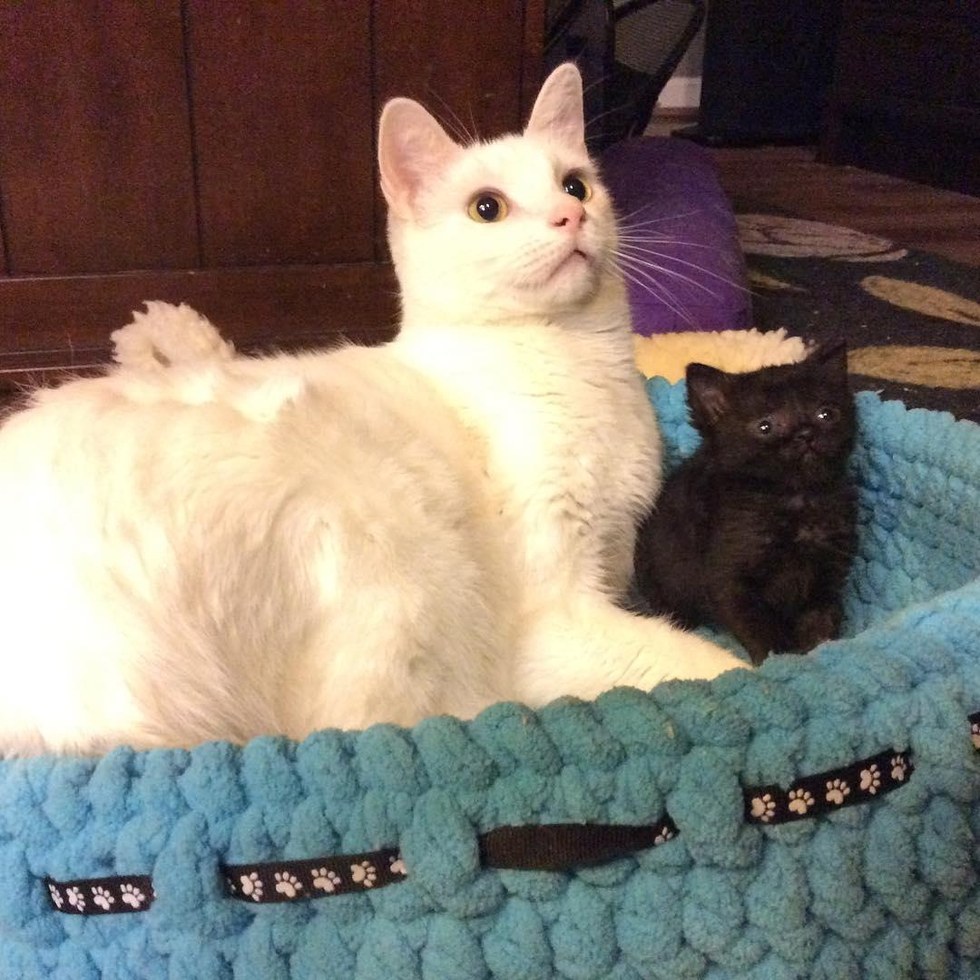 catsbeaversandducks: Benny The Surrogate Cat Dad Benny gets the most joy when his