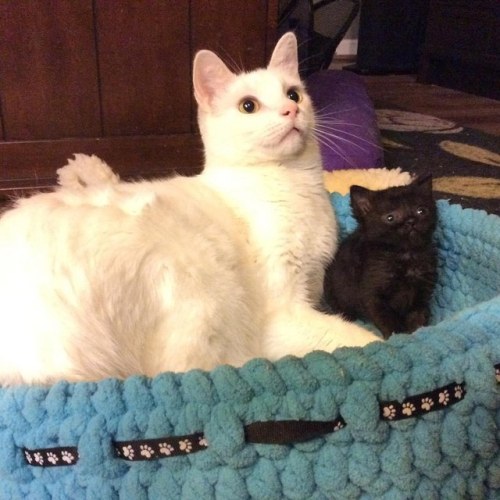 blackbirdandthefox: catsbeaversandducks: Benny The Surrogate Cat Dad Benny gets the most joy wh