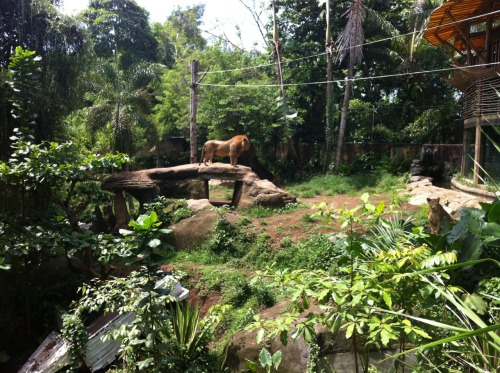 hidden-rainforest:  x