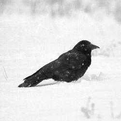 thecrowlife:  Crow in the snow❄️