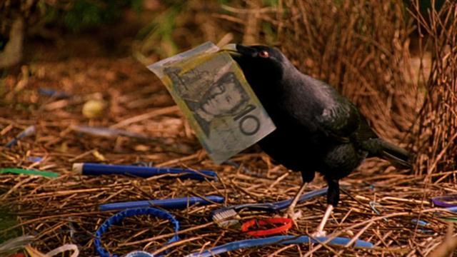 becausebirds:  aimzicr:  You have been visited by the bowerbird of sweet cash. Reblog