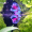 verrucosus:quit staring at me with those big ol eyes