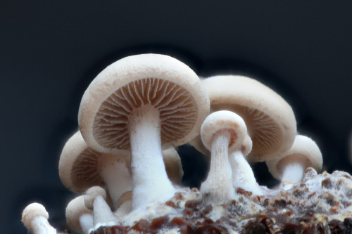 Tiny mushrooms growing in a worm farm (largest 7.5mm dia). Beauty in dark places [OC] [4500x3000]