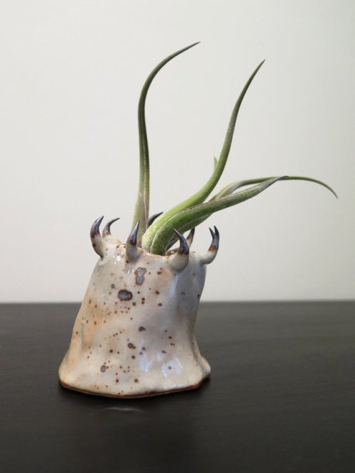 fhtagn-and-tentacles: AIR PLANT HOLDERS by Gregory Knopp