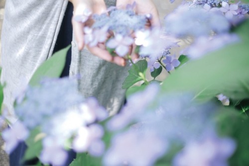 紫陽花と戯れた日