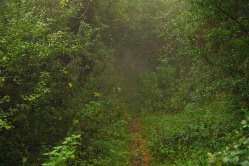 buron: Path that links Grove and Dell (2) ©buron - september ‘13