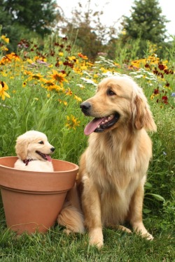 goldenretrieverclub:  “Look what I grew!” 