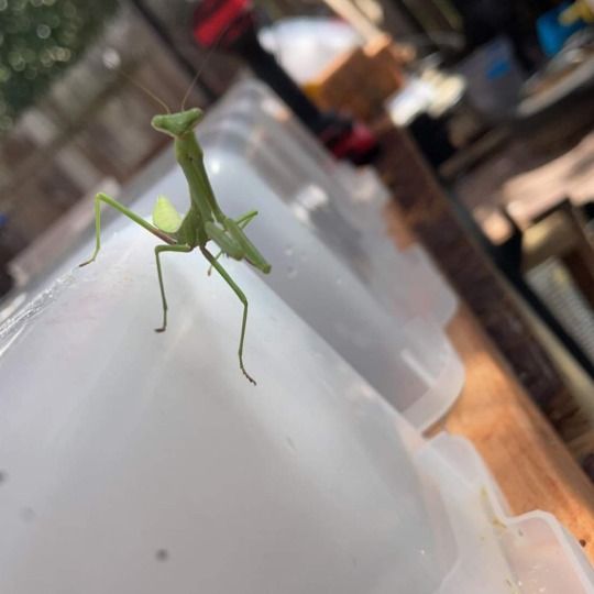 praying mantis in bug heroes 2 praying mantis in bug heroes 2