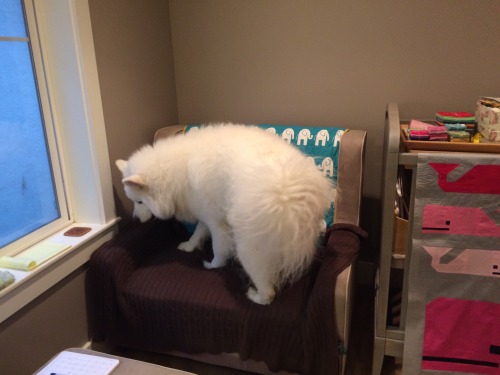 skookumthesamoyed:I’ve made a huge mistake (He didn’t know it was a rocking chair when h