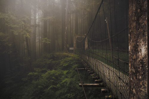 Porn photo sixpenceee:  This is the Forest Bridge in