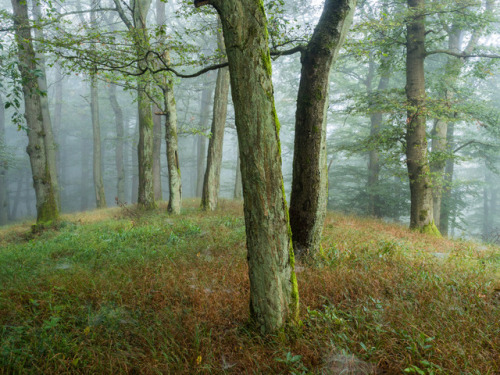 Wald am Rimberg by Felix Wesch Instagram | Facebook | 500px | Twitter | Website