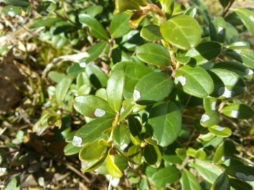 Mycosphaerella stemmatea -fungus is causing leaf spot disease on lingonberry (Vaccinium vitis-idaea)