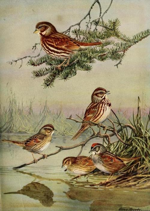 onbooksandbirds:From Birds of Massachusetts and other New England States by Edward Howe Forbush (192
