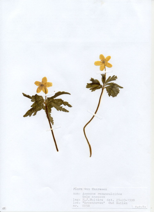 Anemone nemorosa (wood anemone or thimbleweed)  Anemone ranunculoides (yellow anemone or b