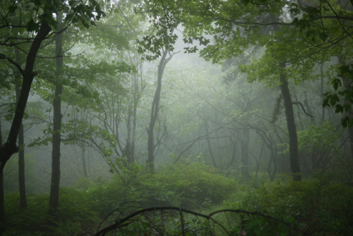 Sams Point in the Fog by WhatsAllThisThen