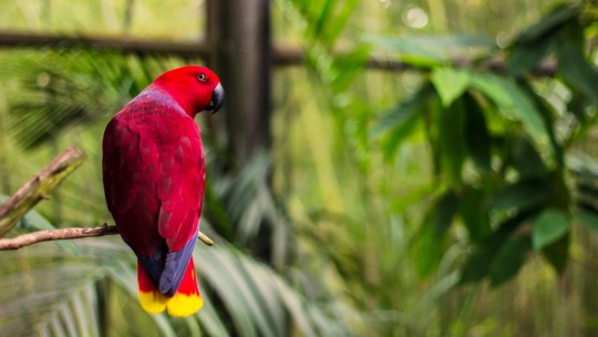 todaysbird:  the eclectus parrot is a medium-sized parrot native to australia, new guinea, and the solomon islands. these parrots are most well known for their extreme sexual dimorphism. while in most birds females tend to have duller plumage, eclectus