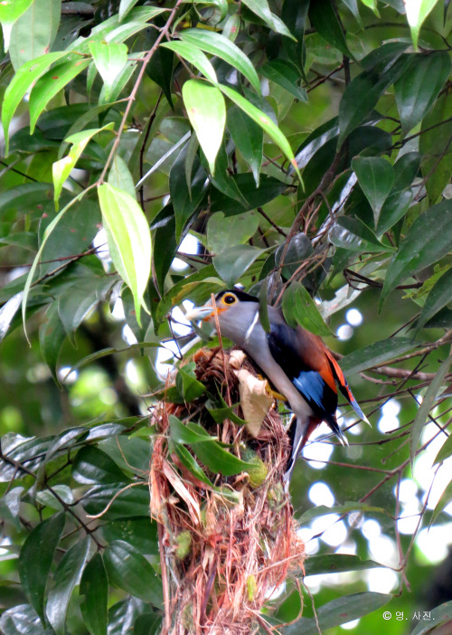 Silver-breasted broadbill.Bukit Tinggi.