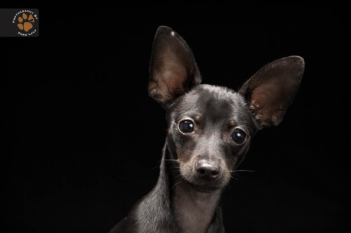 caninenoir: Oscar is a Chihuahua/ Mini-Pin. Oh this little guy packs a lot of energy. He was a real 