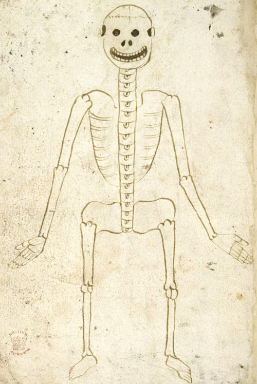 skeletal systemmedical treatise, England 15th centuryBL, Royal 18 A VI, fol. 34v