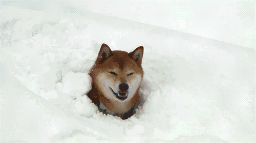 comuss:Dogs playing in the snow. :)