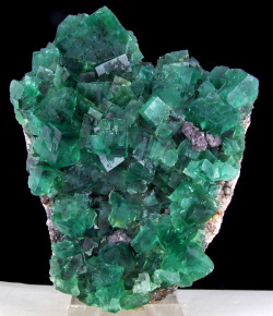 ggeology:  Cubed Fluorite cluster // Rogerley Mine, United Kingdom